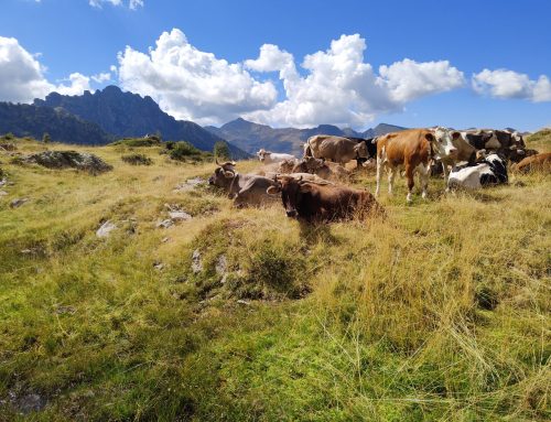 Riconoscimento ufficiale del Distretto